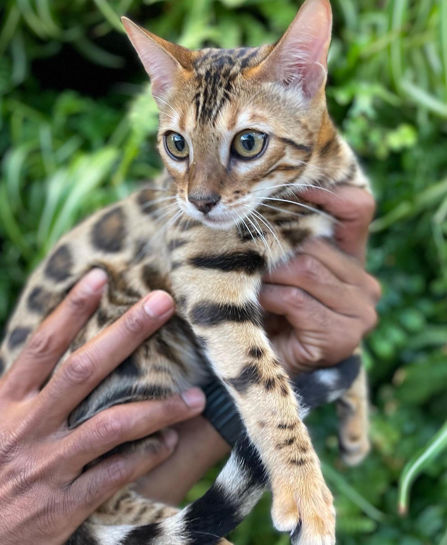 Luxury Bengal cat in black and white