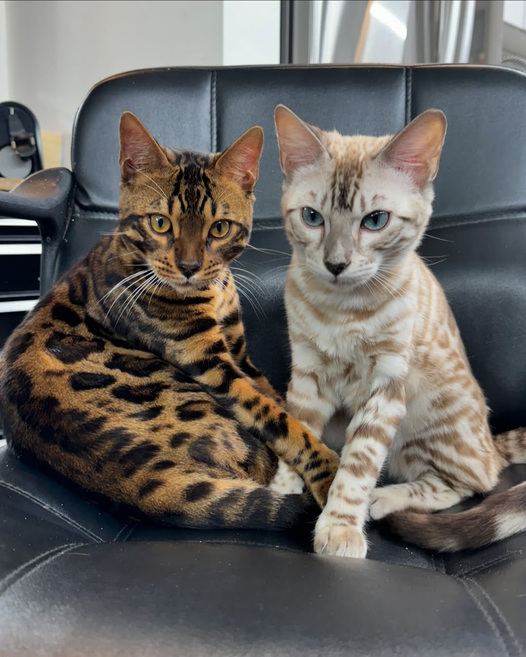 Bengal cat history