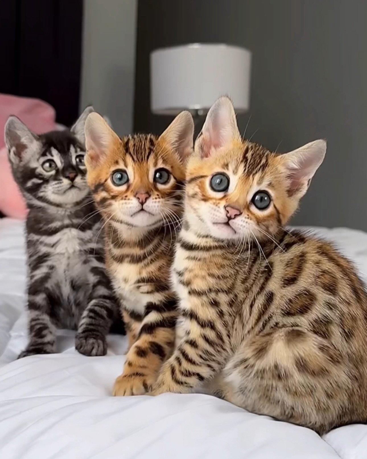 Bengals